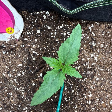 Special Kush #1 growlog timeline photo