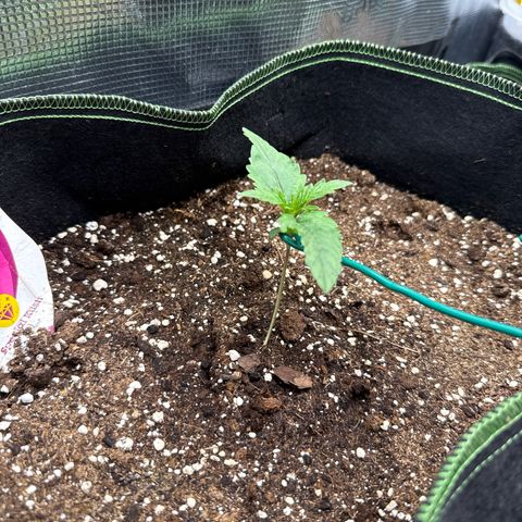 Special Kush #1 growlog timeline photo