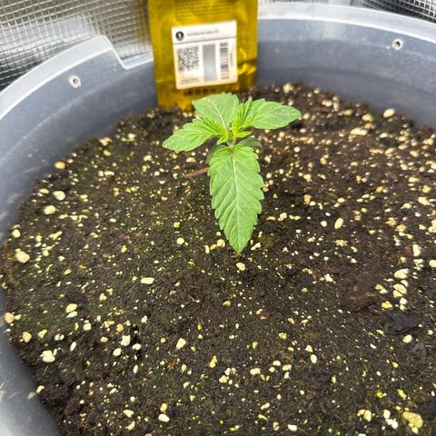 Rainbow Melon growlog timeline photo