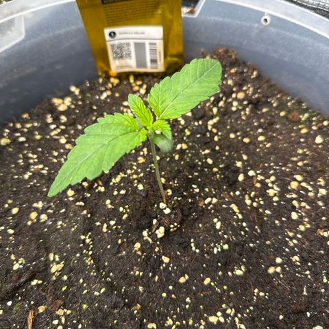 Gorilla Melon growlog timeline photo
