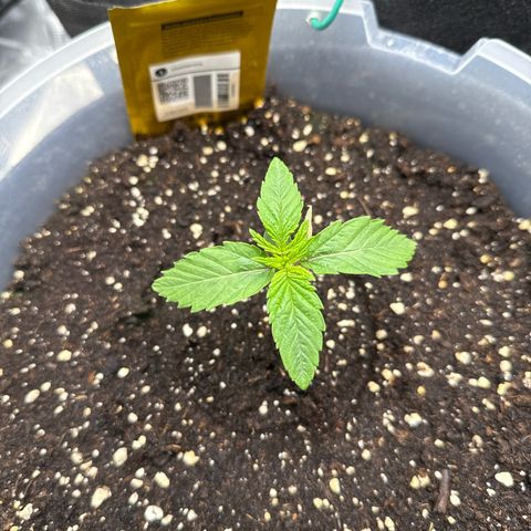 Lemonpaya growlog timeline photo