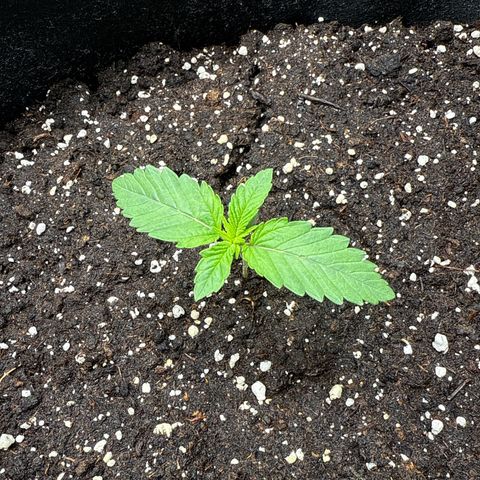 Gorilla Melon growlog timeline photo