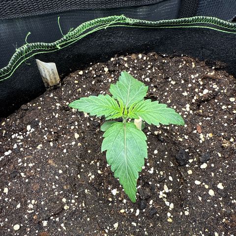 Fat Banana growlog timeline photo