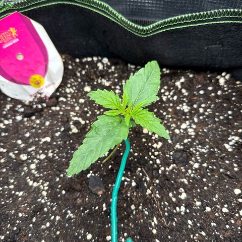 Special Kush #1 growlog timeline photo