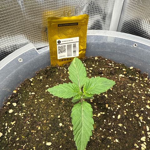 Rainbow Melon growlog timeline photo