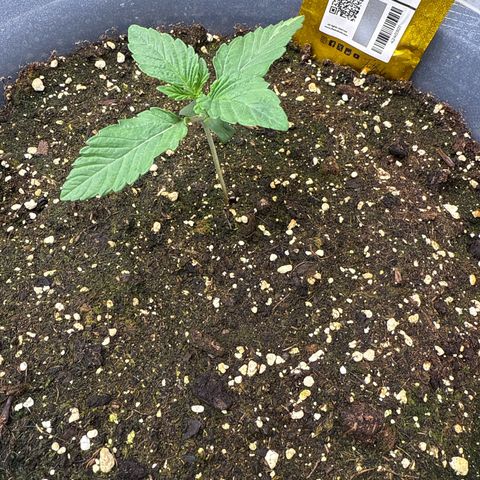 Rainbow Melon growlog timeline photo