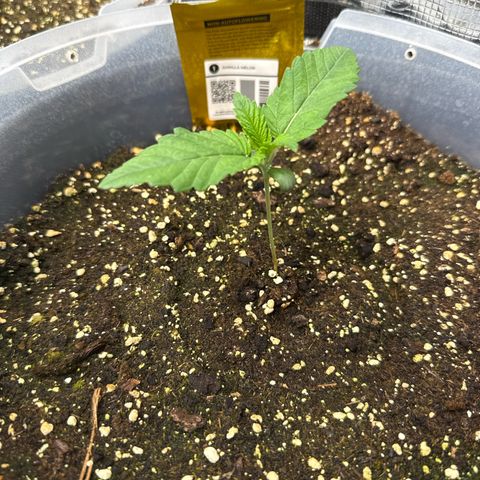 Gorilla Melon growlog timeline photo