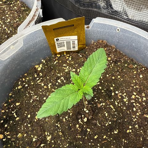 Gorilla Melon growlog timeline photo