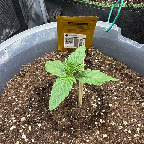 Lemonpaya growlog timeline photo