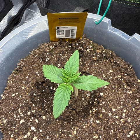Lemonpaya growlog timeline photo