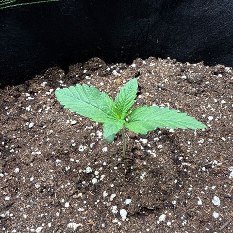 Gorilla Melon growlog timeline photo