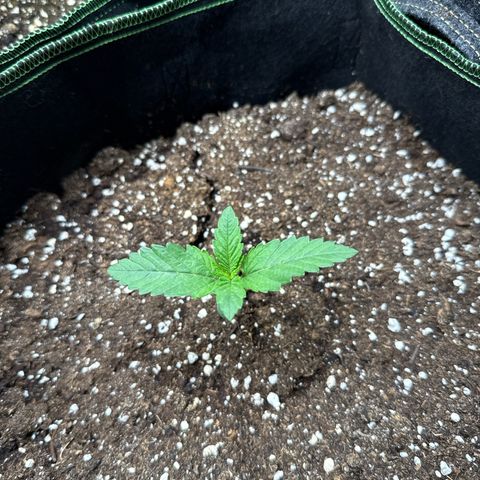 Gorilla Melon growlog timeline photo