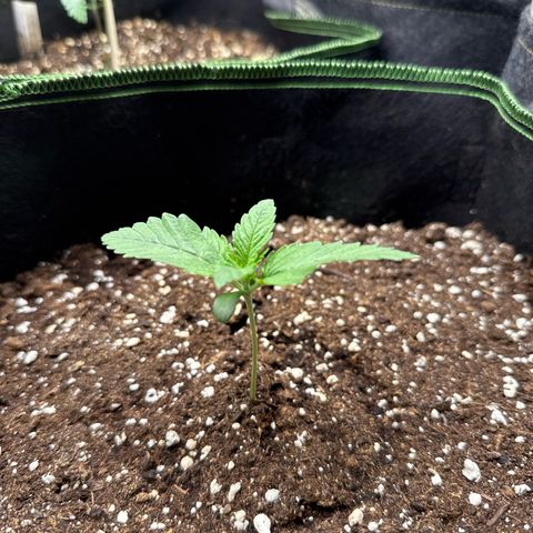 Gorilla Melon growlog timeline photo