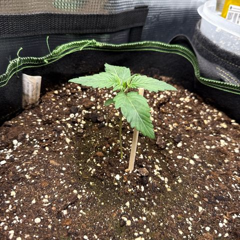 Fat Banana growlog timeline photo
