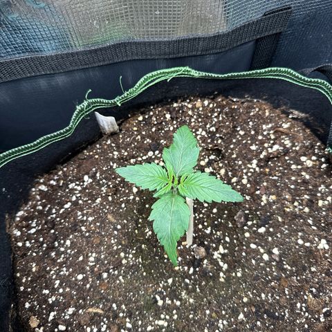 Fat Banana growlog timeline photo