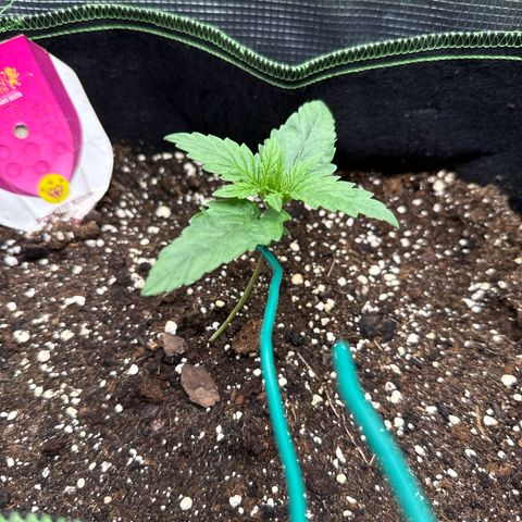 Special Kush #1 growlog timeline photo