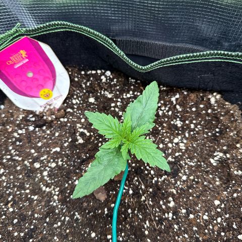Special Kush #1 growlog timeline photo