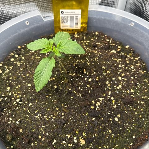 Rainbow Melon growlog timeline photo