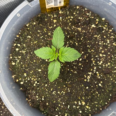 Rainbow Melon growlog timeline photo