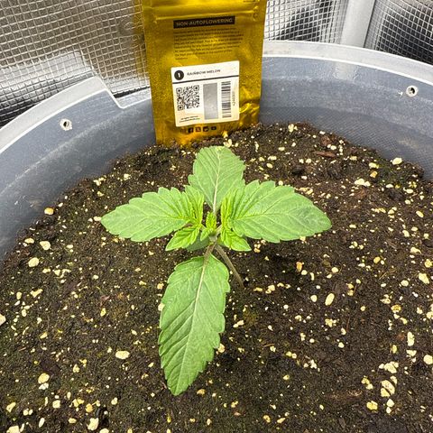 Rainbow Melon growlog timeline photo