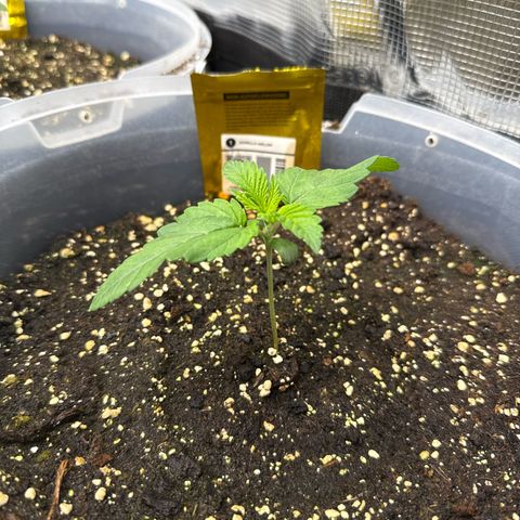 Gorilla Melon growlog timeline photo