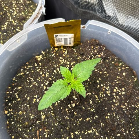 Gorilla Melon growlog timeline photo