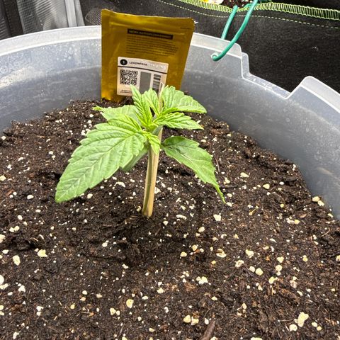 Lemonpaya growlog timeline photo