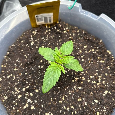 Lemonpaya growlog timeline photo