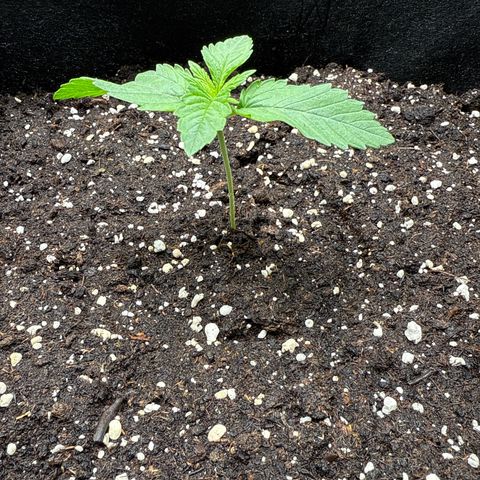 Gorilla Melon growlog timeline photo