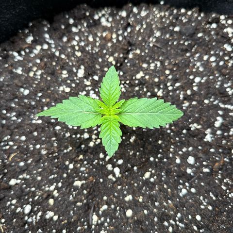 Gorilla Melon growlog timeline photo