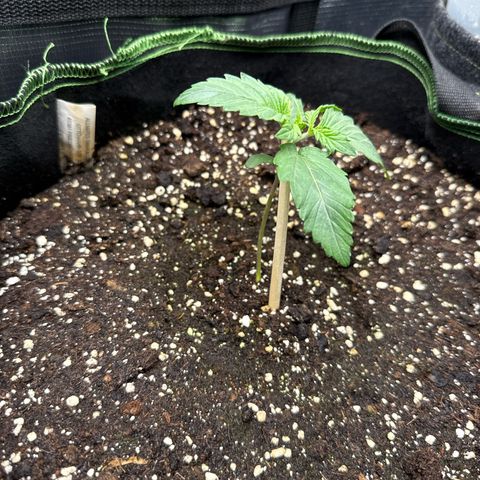 Fat Banana growlog timeline photo