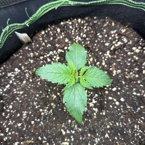 Fat Banana growlog timeline photo