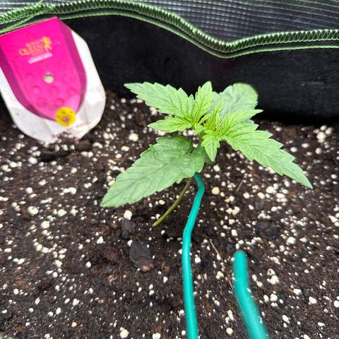 Special Kush #1 growlog timeline photo