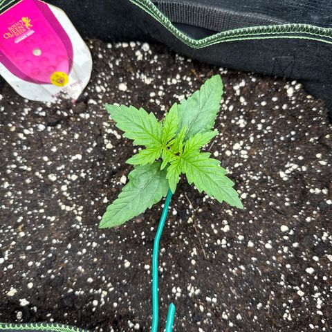 Special Kush #1 growlog timeline photo