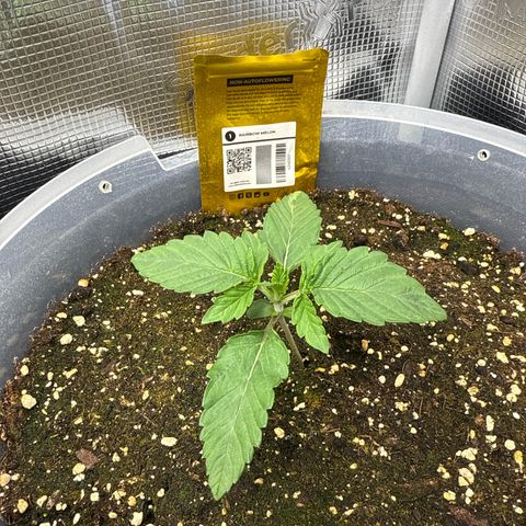 Rainbow Melon growlog timeline photo