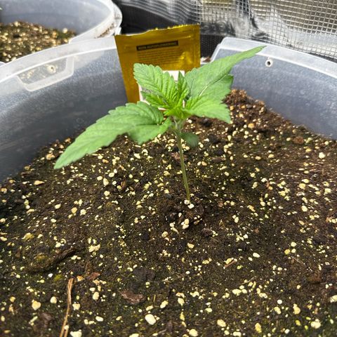 Gorilla Melon growlog timeline photo