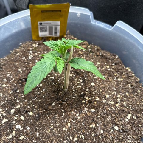 Lemonpaya growlog timeline photo