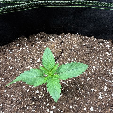 Gorilla Melon growlog timeline photo