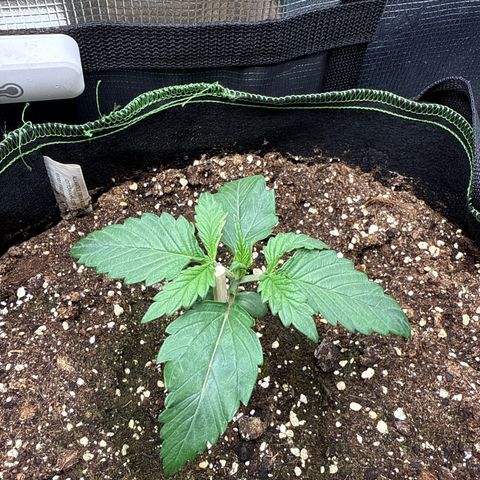 Fat Banana growlog timeline photo