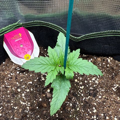 Special Kush #1 growlog timeline photo