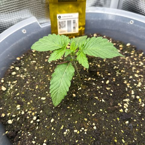 Rainbow Melon growlog timeline photo