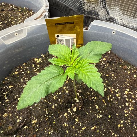Gorilla Melon growlog timeline photo