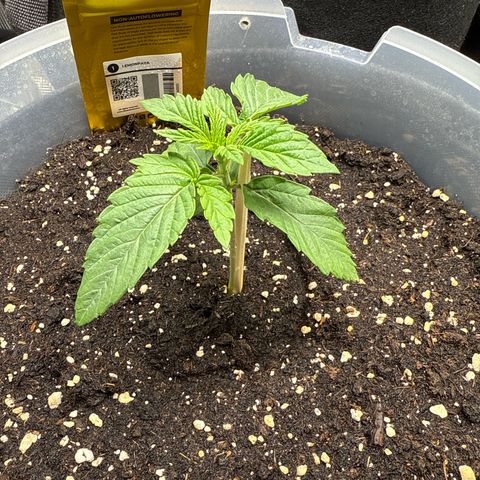Lemonpaya growlog timeline photo