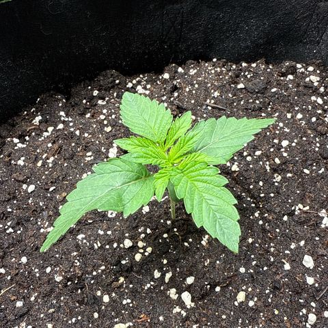 Gorilla Melon growlog timeline photo