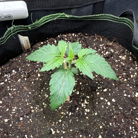 Fat Banana growlog timeline photo