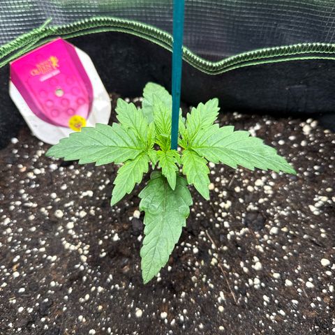 Special Kush #1 growlog timeline photo