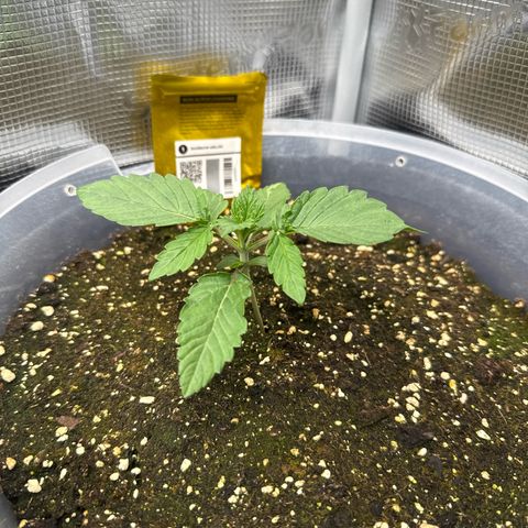 Rainbow Melon growlog timeline photo