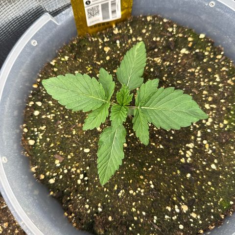 Rainbow Melon growlog timeline photo