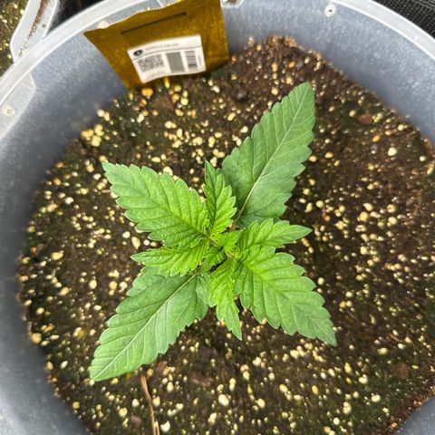 Gorilla Melon growlog timeline photo