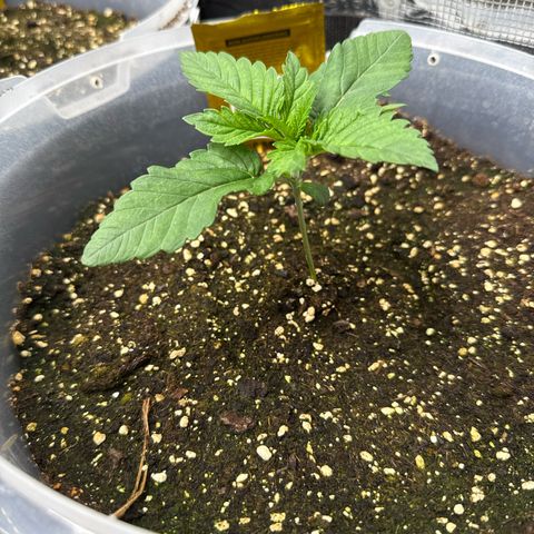 Gorilla Melon growlog timeline photo